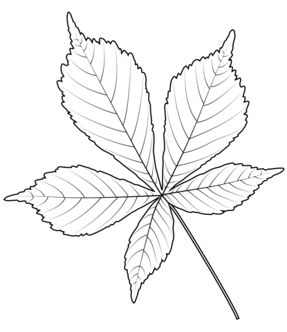 Horse Chestnut Leaf Coloring Page